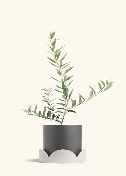 Olive Tree in a 7 inches Charcoal Classic Cylinder Planter in a Oat Petal Drip Tray