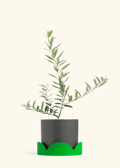 Olive Tree in a 7 inches Charcoal Classic Cylinder Planter in a Shamrock Petal Drip Tray
