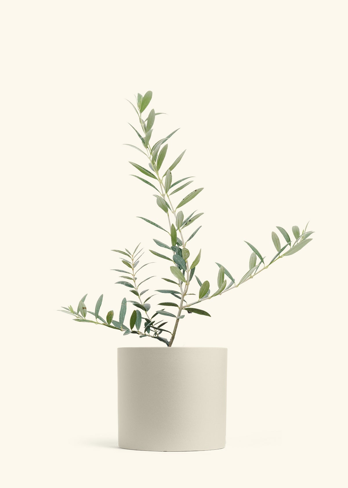 Olive Tree in a 7 inches Oat Classic Cylinder Planter 