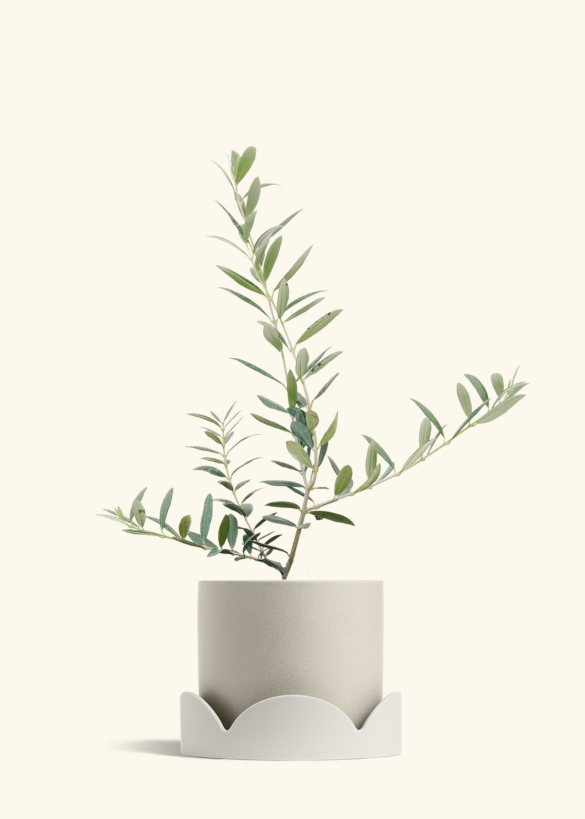 Olive Tree in a 7 inches Oat Classic Cylinder Planter in a Oat Petal Drip Tray