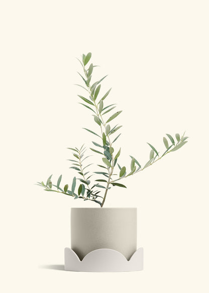 Olive Tree in a 7 inches Oat Classic Cylinder Planter in a Oat Petal Drip Tray