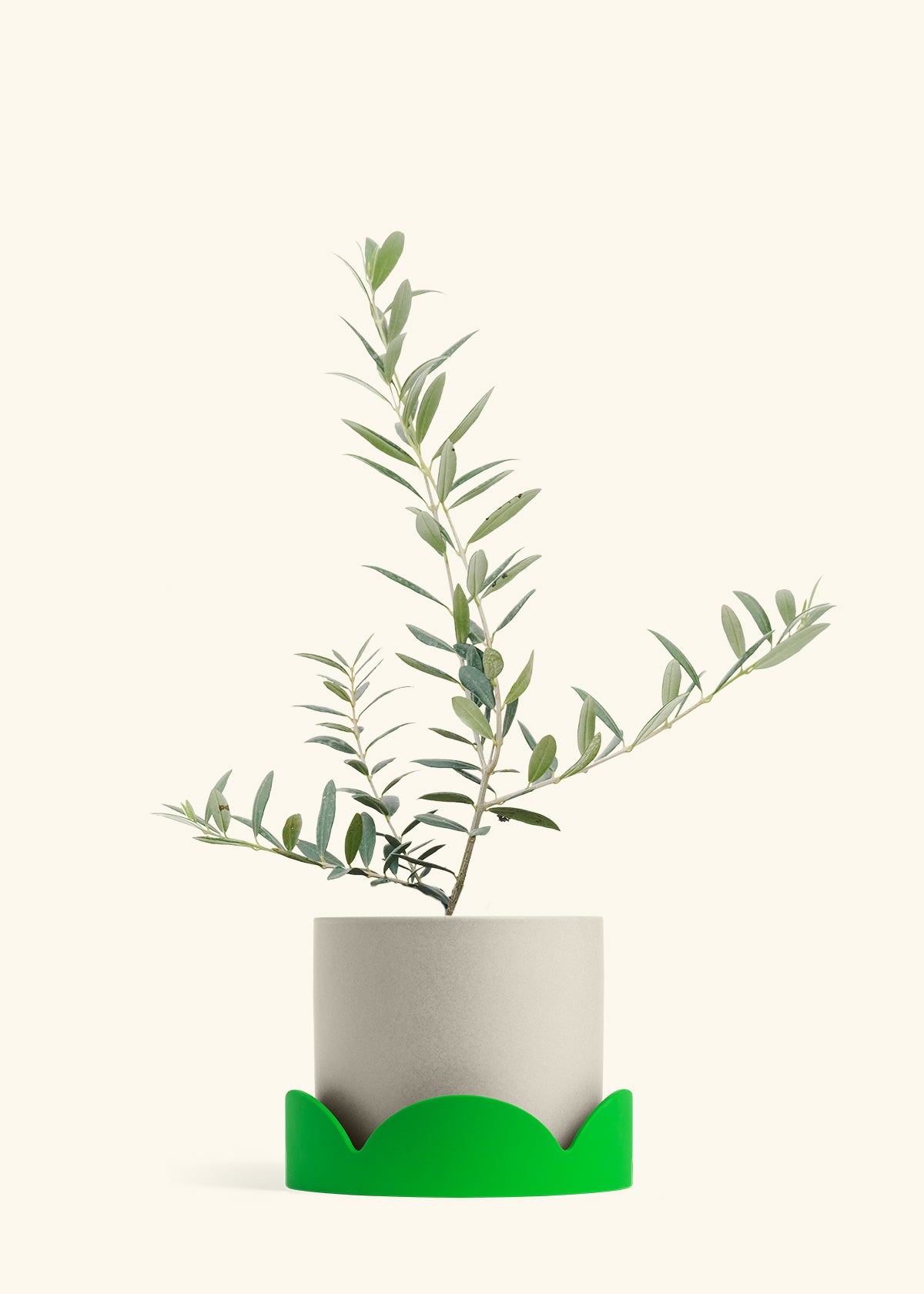Olive Tree in a 7 inches Oat Classic Cylinder Planter in a Shamrock Petal Drip Tray