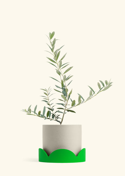 Olive Tree in a 7 inches Oat Classic Cylinder Planter in a Shamrock Petal Drip Tray