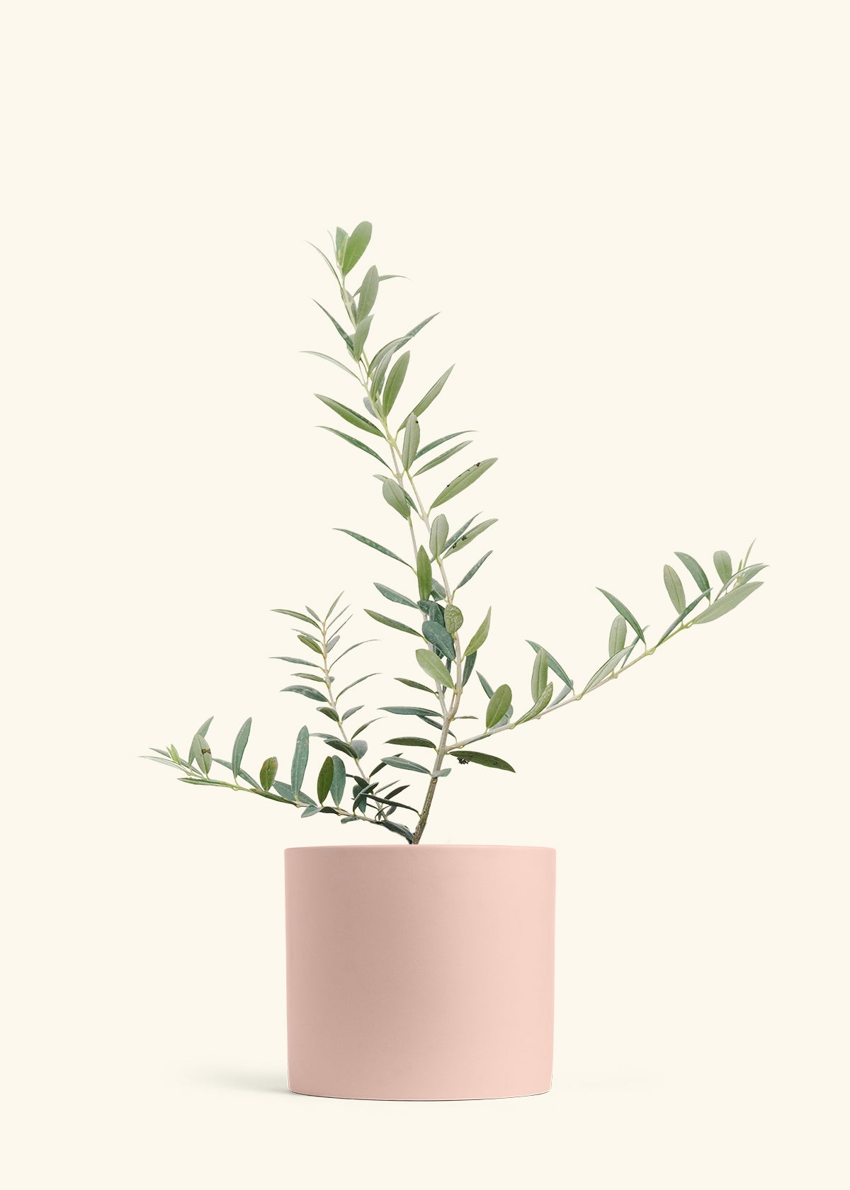 Olive Tree in a 7 inches Pink Classic Cylinder Planter 