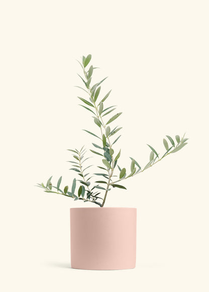 Olive Tree in a 7 inches Pink Classic Cylinder Planter 