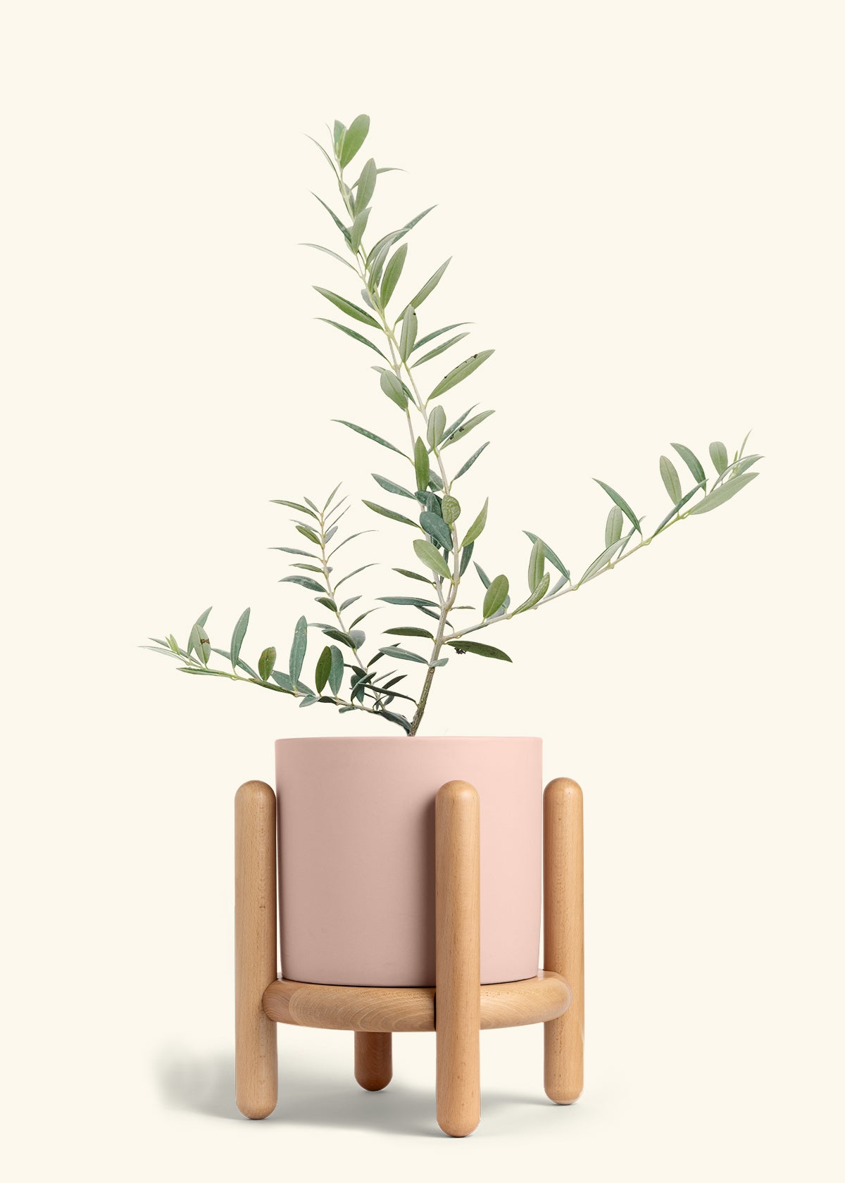 Olive Tree in a 7 inches Pink Classic Cylinder Planter in a Beech Wood Stand