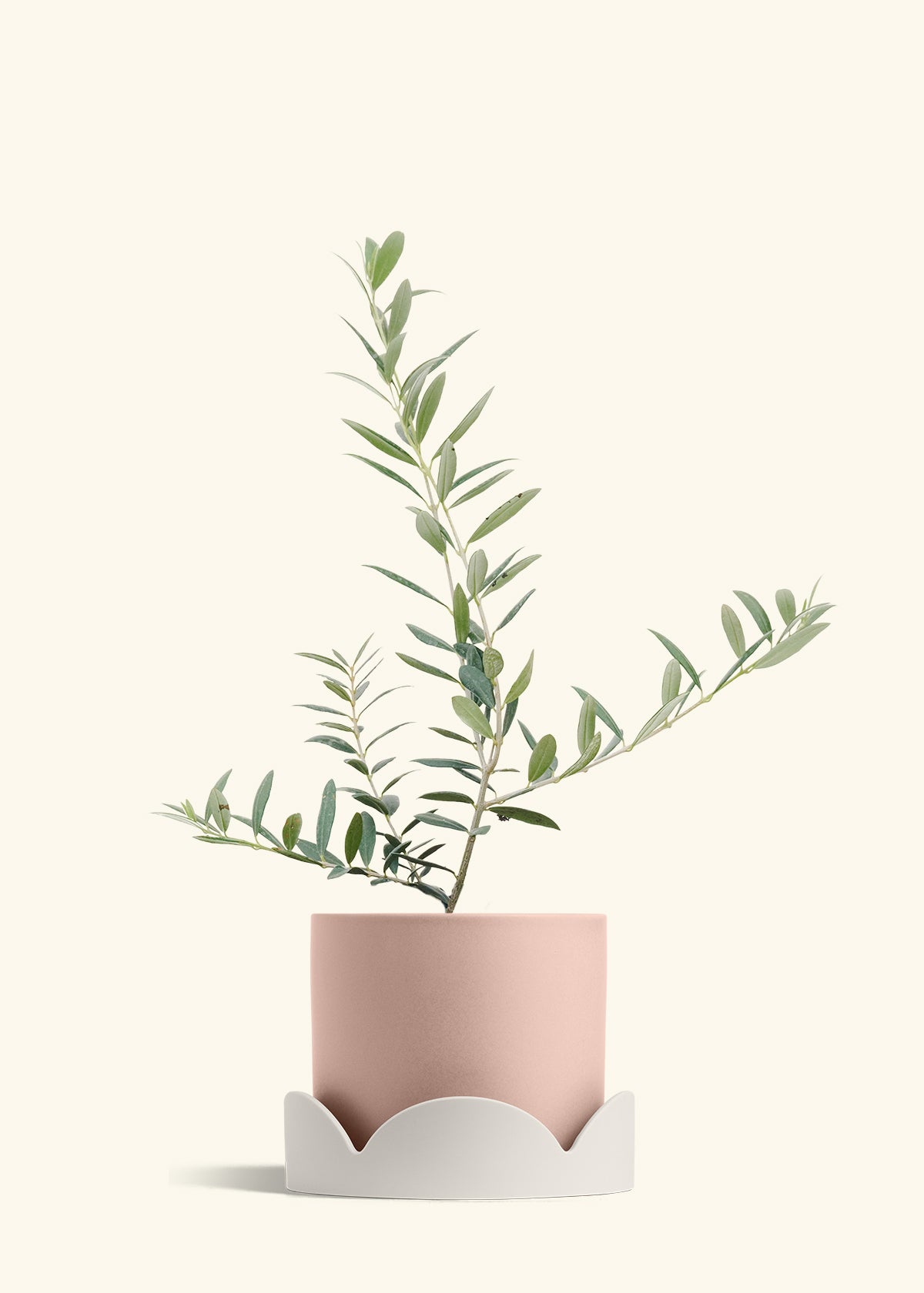 Olive Tree in a 7 inches Pink Classic Cylinder Planter in a Oat Petal Drip Tray