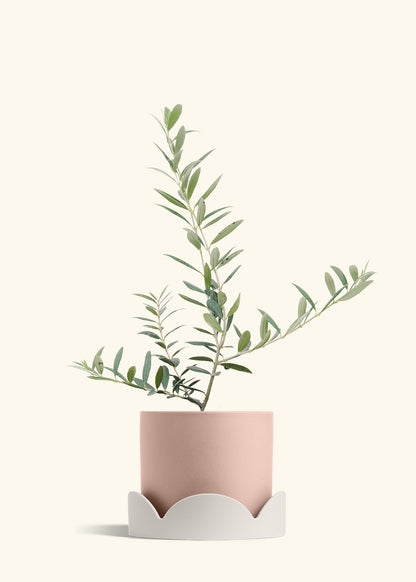 Olive Tree in a 7 inches Pink Classic Cylinder Planter in a Oat Petal Drip Tray
