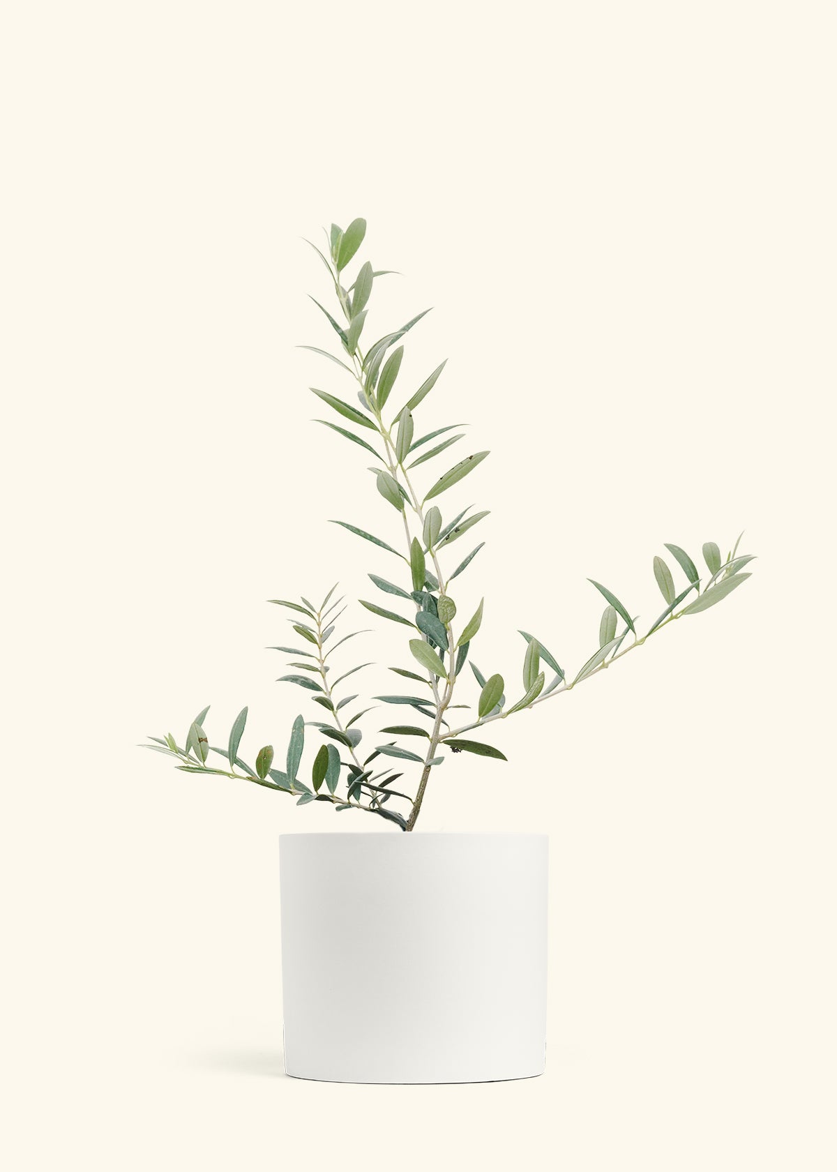 Olive Tree in a 7 inches White Classic Cylinder Planter 