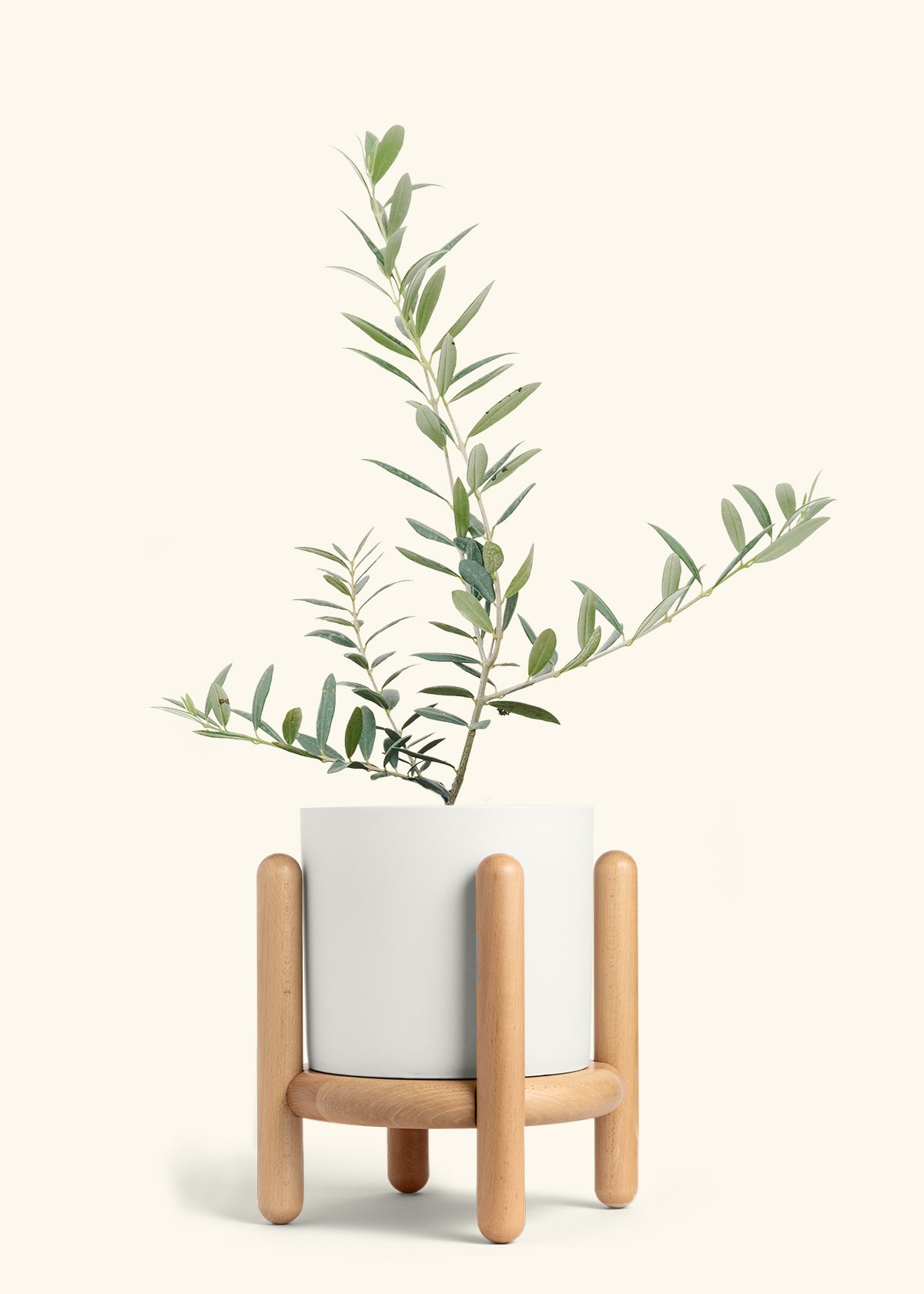 Olive Tree in a 7 inches White Classic Cylinder Planter in a Beech Wood Stand