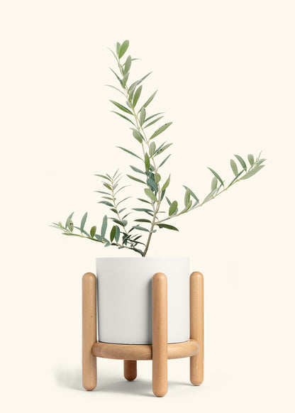 Olive Tree in a 7 inches White Classic Cylinder Planter in a Beech Wood Stand