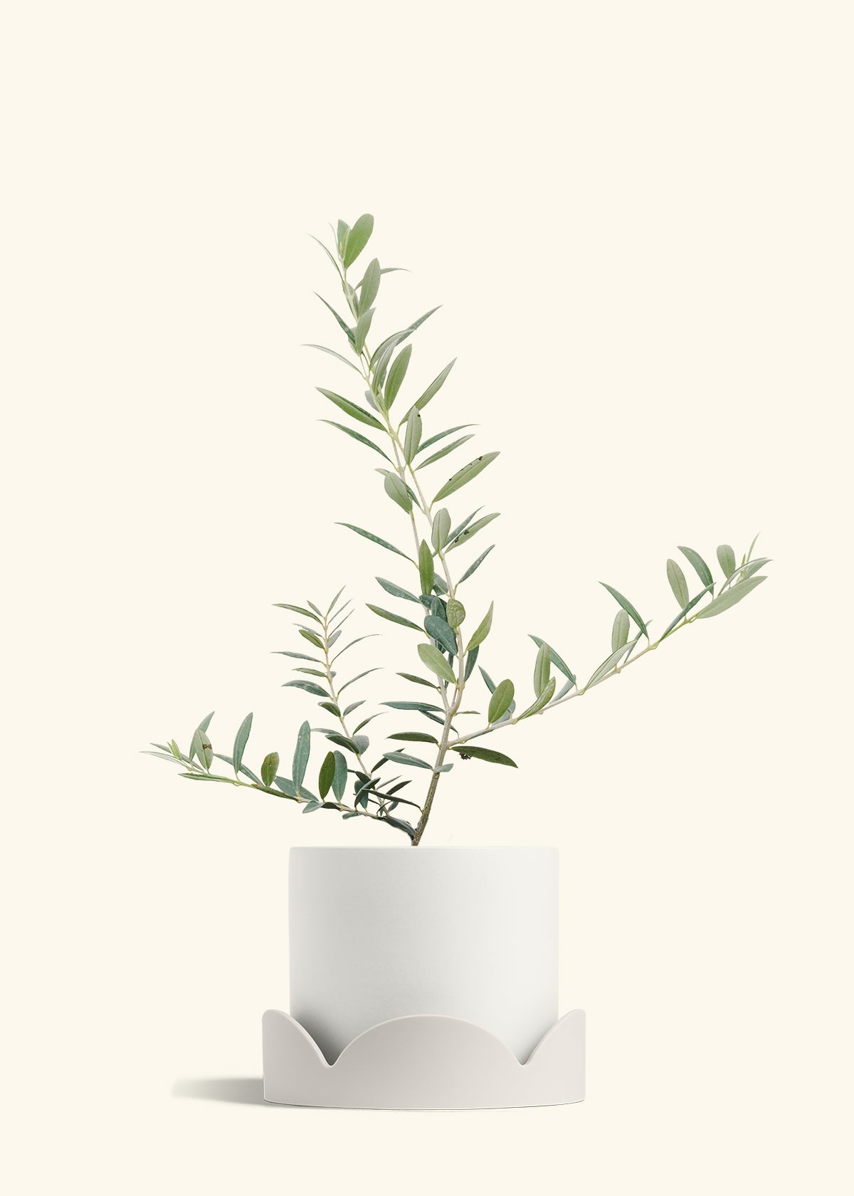 Olive Tree in a 7 inches White Classic Cylinder Planter in a Oat Petal Drip Tray