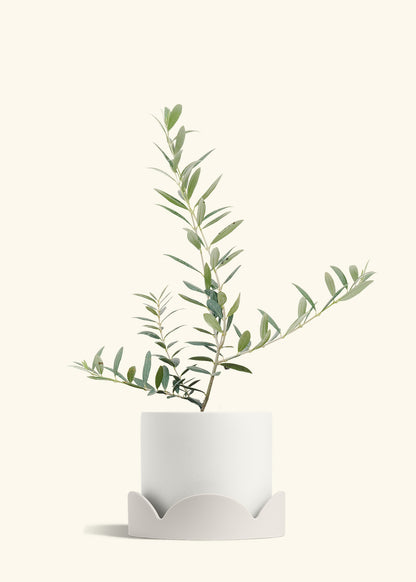 Olive Tree in a 7 inches White Classic Cylinder Planter in a Oat Petal Drip Tray