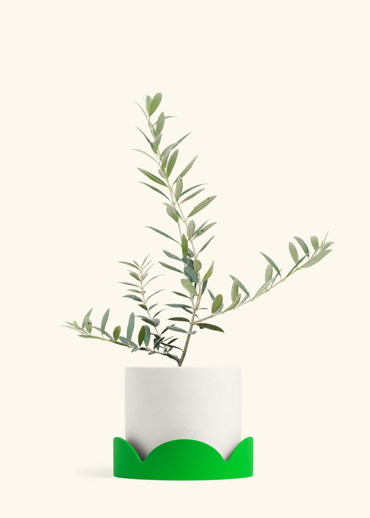 Olive Tree in a 7 inches White Classic Cylinder Planter in a Shamrock Petal Drip Tray