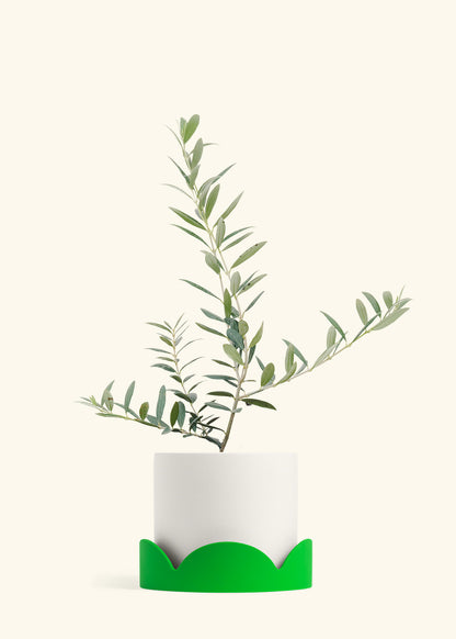 Olive Tree in a 7 inches White Classic Cylinder Planter in a Shamrock Petal Drip Tray