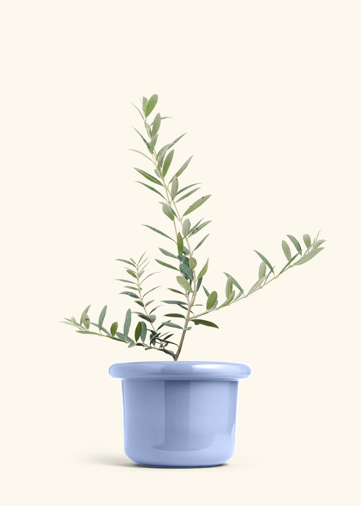 Olive Tree in a 7 inches Fat Lip Blue Planter 