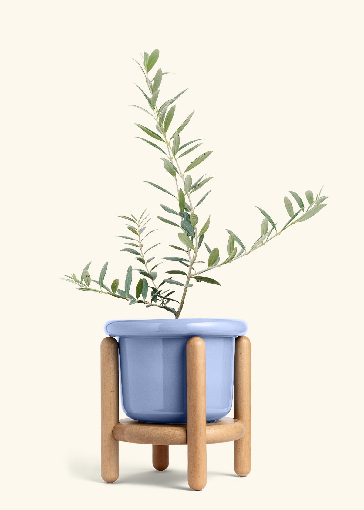 Olive Tree in a 7 inches Fat Lip Blue Planter in a Beech Wood Stand