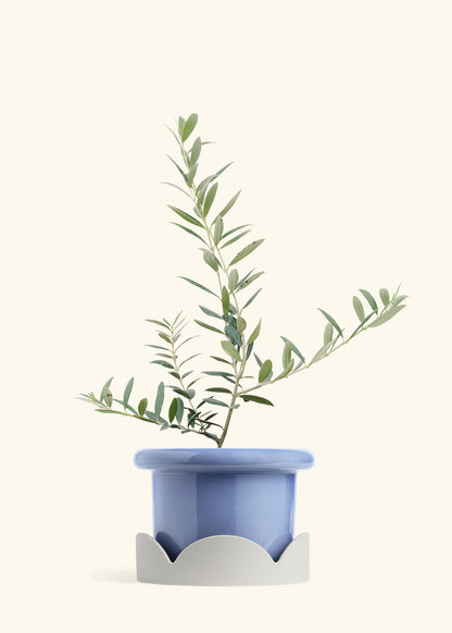 Olive Tree in a 7 inches Fat Lip Blue Planter in a Oat Petal Drip Tray