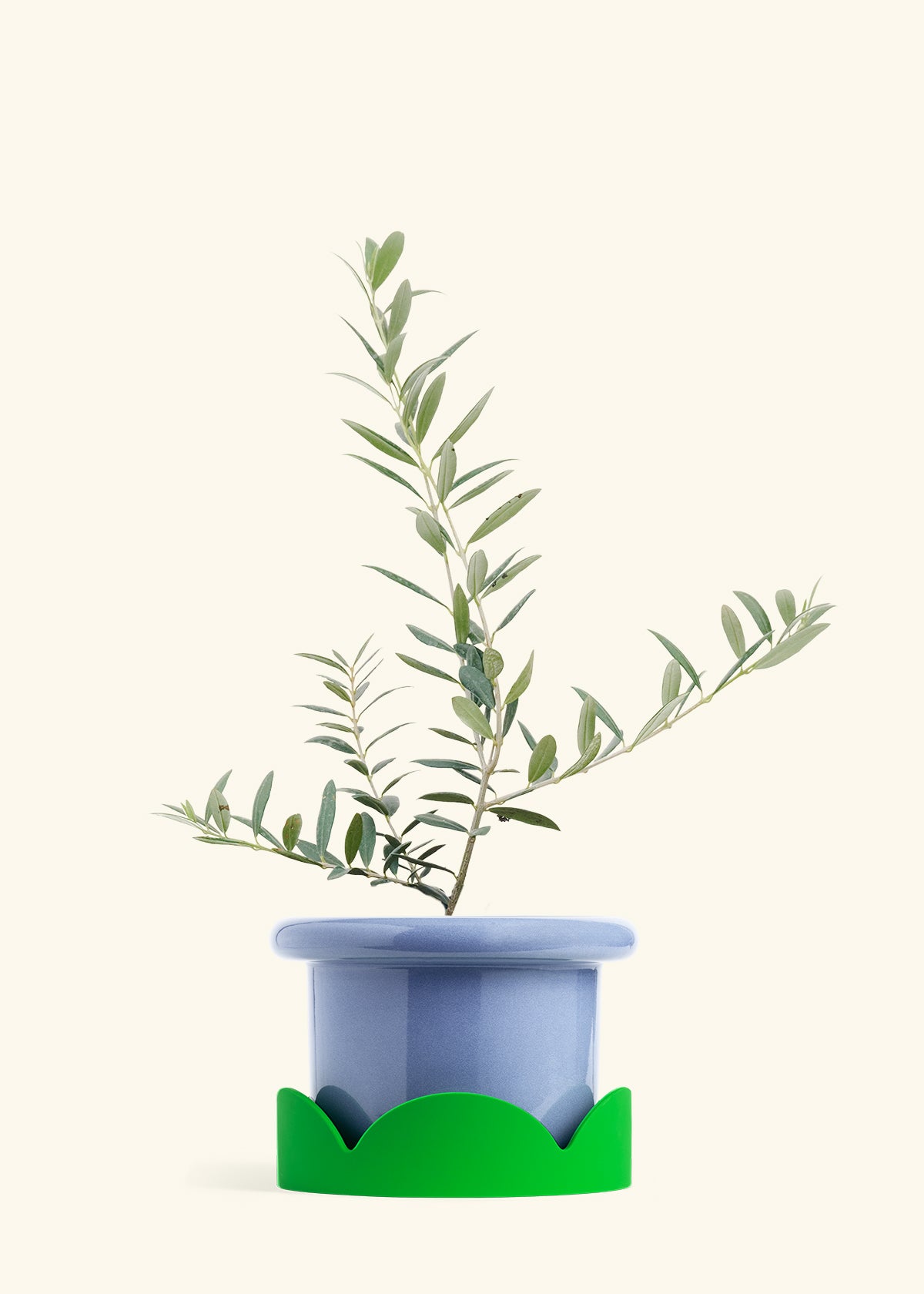Olive Tree in a 7 inches Fat Lip Blue Planter in a Shamrock Petal Drip Tray