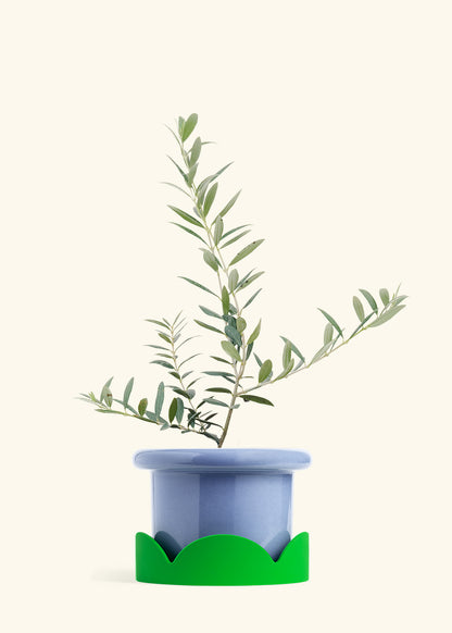 Olive Tree in a 7 inches Fat Lip Blue Planter in a Shamrock Petal Drip Tray