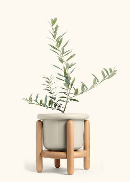 Olive Tree in a 7 inches Fat Lip Oat Planter in a Beech Wood Stand