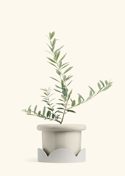 Olive Tree in a 7 inches Fat Lip Oat Planter 