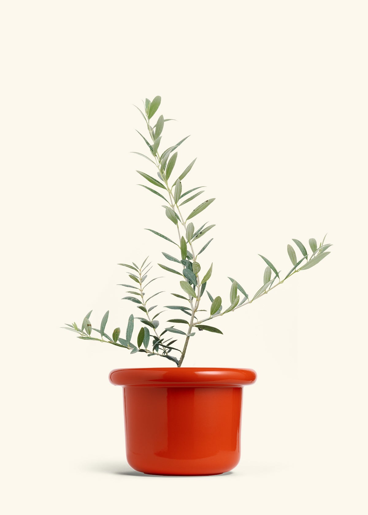 Olive Tree in a 7 inches Fat Lip Red Planter 