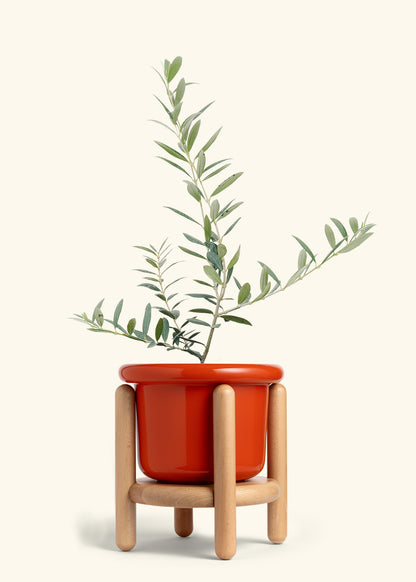 Olive Tree in a 7 inches Fat Lip Red Planter in a Beech Wood Stand