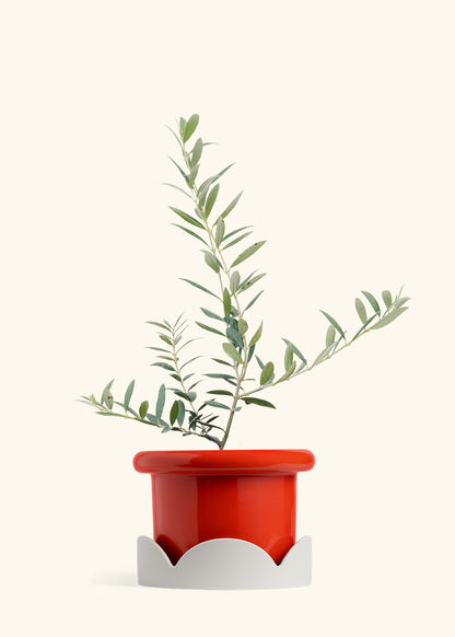 Olive Tree in a 7 inches Fat Lip Red Planter in a Oat Petal Drip Tray