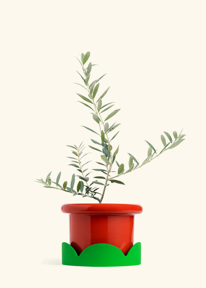 Olive Tree in a 7 inches Fat Lip Red Planter in a Shamrock Petal Drip Tray