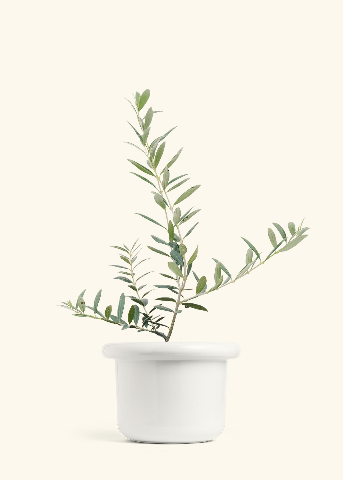 Olive Tree in a 7 inches Fat Lip White Planter 