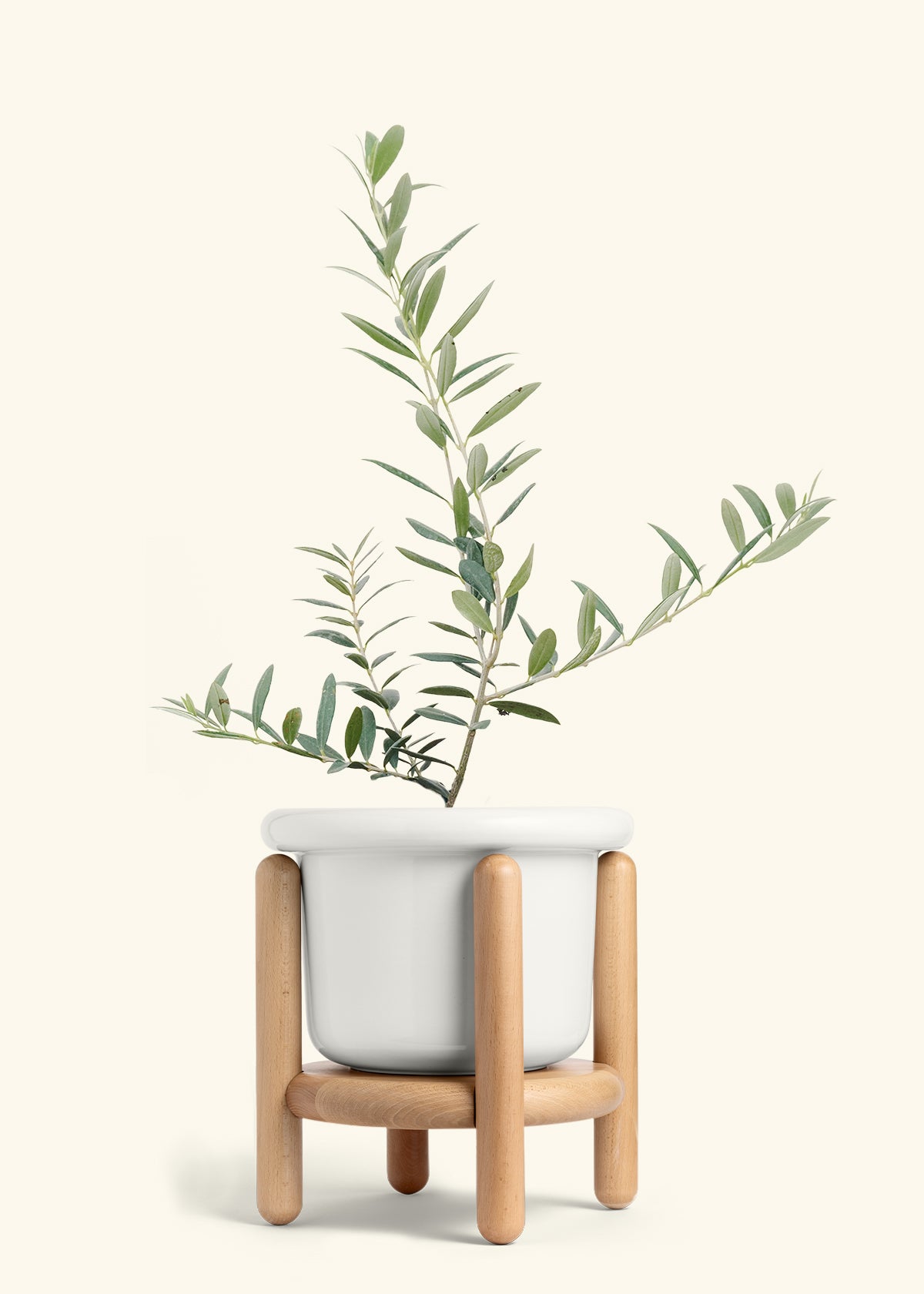 Olive Tree in a 7 inches Fat Lip White Planter in a Beech Wood Stand