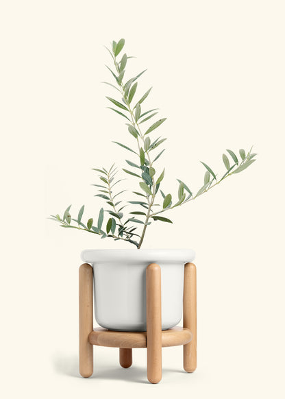 Olive Tree in a 7 inches Fat Lip White Planter in a Beech Wood Stand