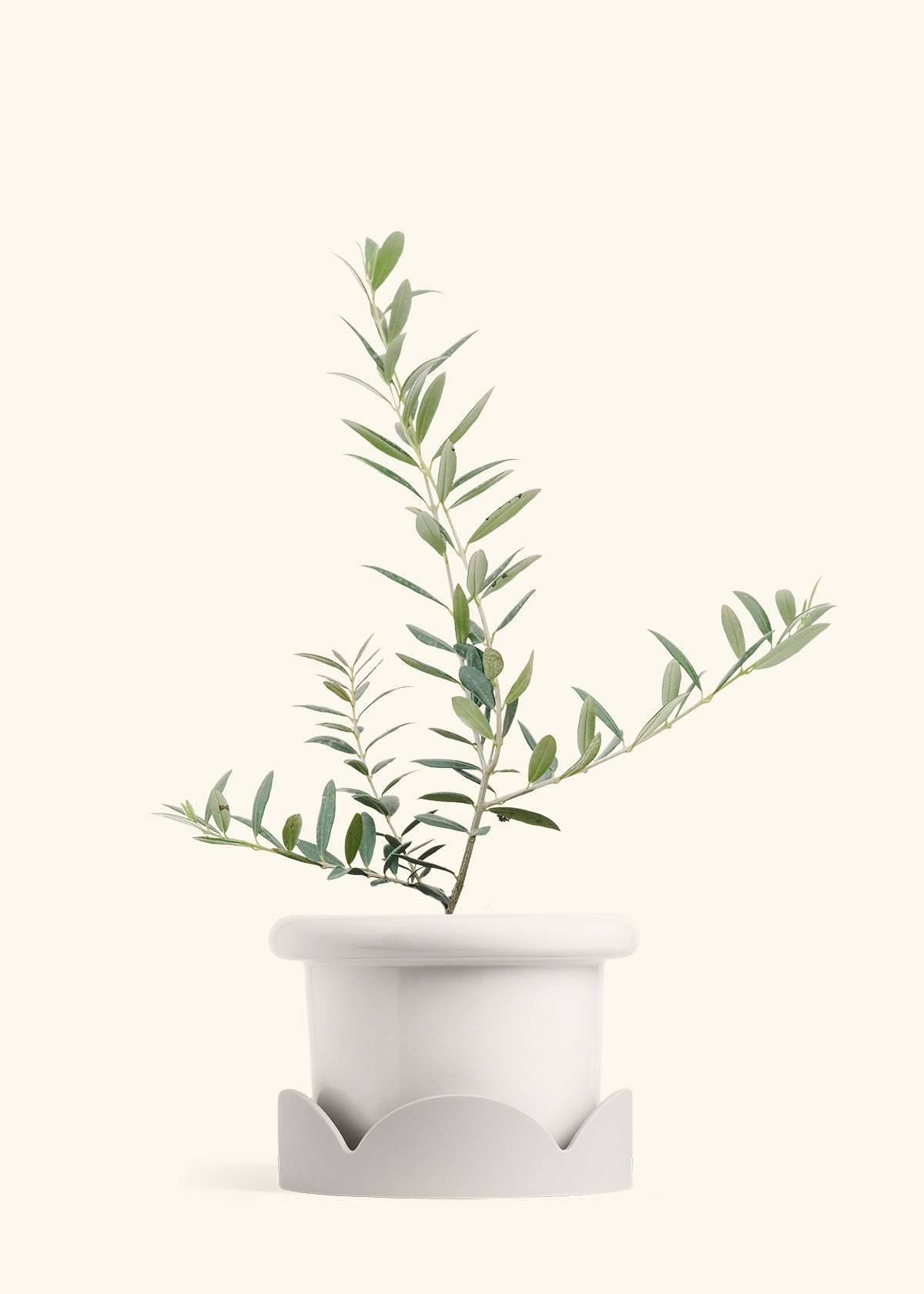 Olive Tree in a 7 inches Fat Lip White Planter in a Oat Petal Drip Tray