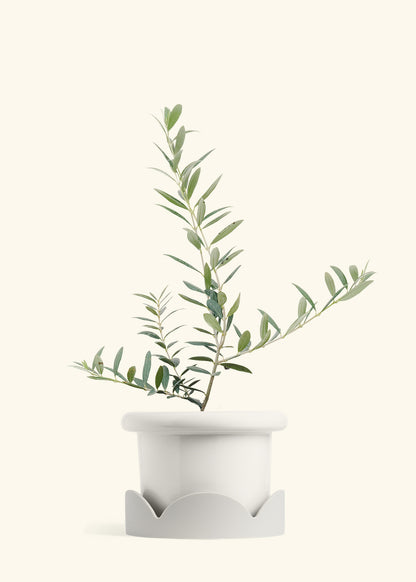 Olive Tree in a 7 inches Fat Lip White Planter in a Oat Petal Drip Tray
