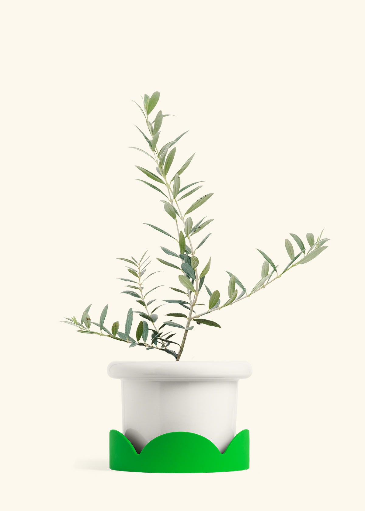 Olive Tree in a 7 inches Fat Lip White Planter in a Shamrock Petal Drip Tray