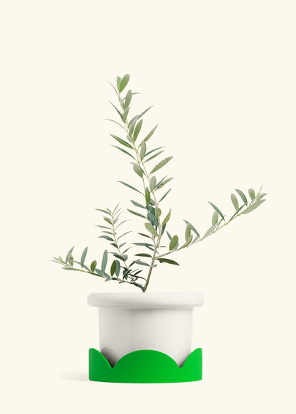 Olive Tree in a 7 inches Fat Lip White Planter in a Shamrock Petal Drip Tray