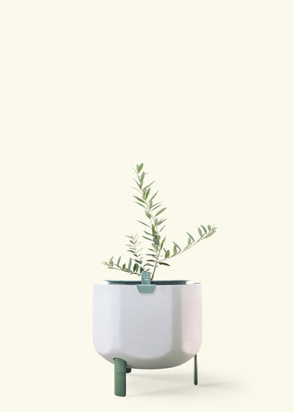 Olive Tree in a 7 inches sage self watering pot