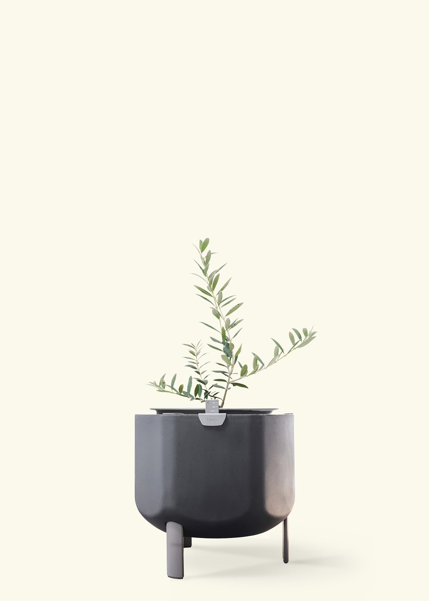 Olive Tree in a 7 inches charcoal self watering pot