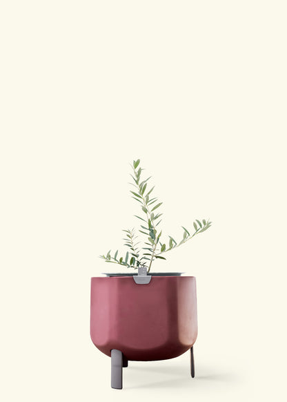 Olive Tree in a 7 inches terracotta self watering pot