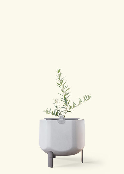 Olive Tree in a 7 inches stone self watering pot