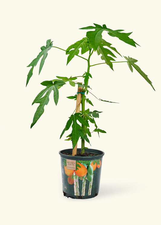 Edible Papaya in a 7 inches pot