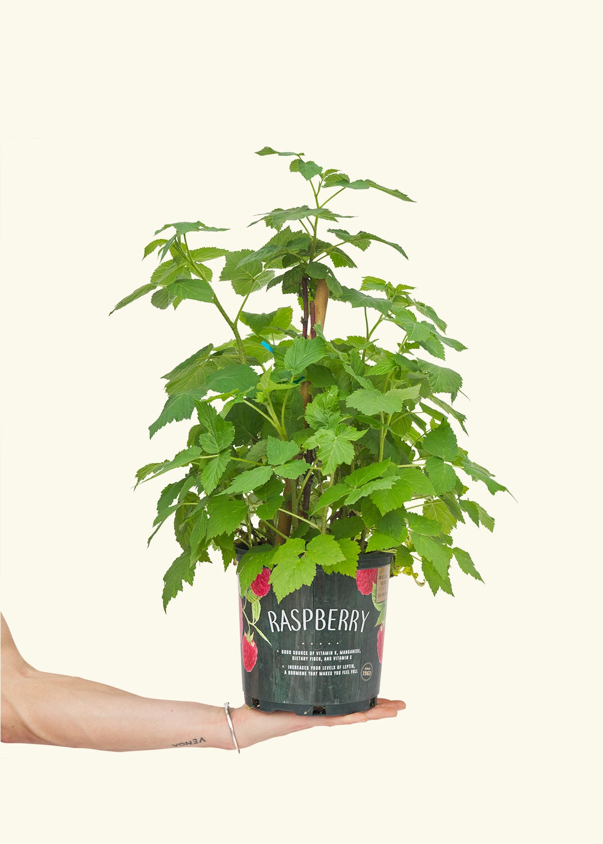 Raspberry Bush, Large – Hey Rooted