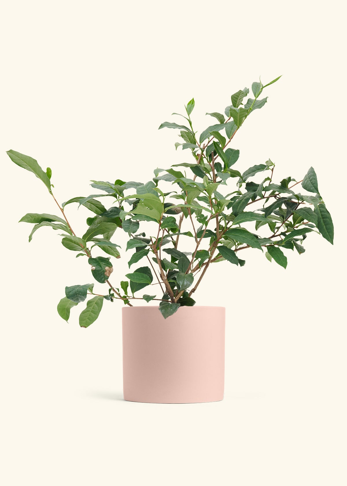 Tea Plant in a 7 inches Pink Classic Cylinder Planter 