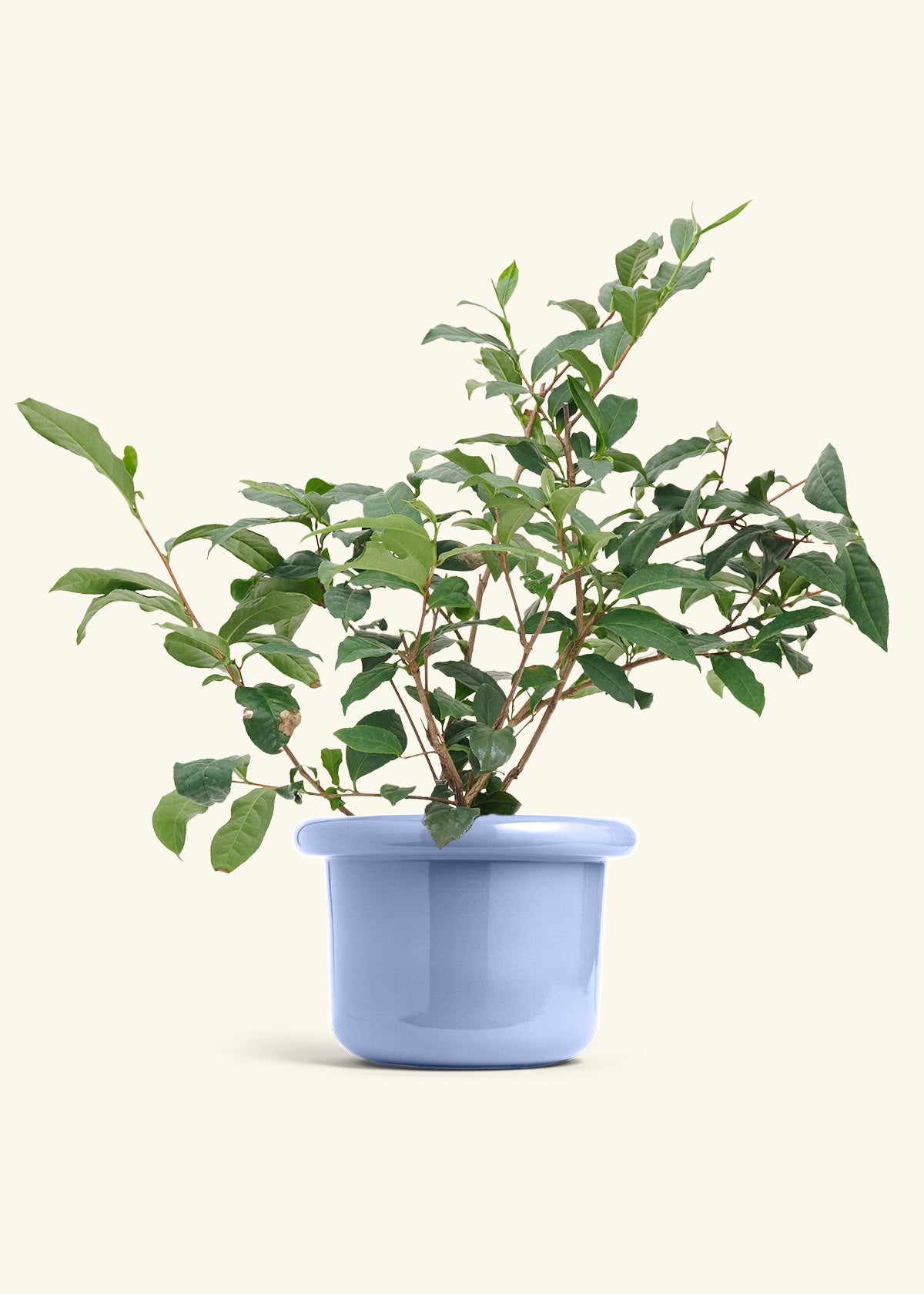 Tea Plant in a 7 inches Fat Lip Blue Planter 