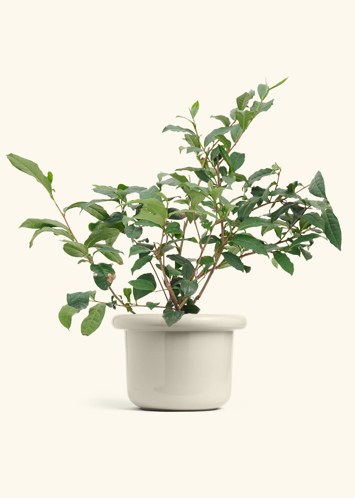 Tea Plant in a 7 inches Fat Lip Oat Planter 