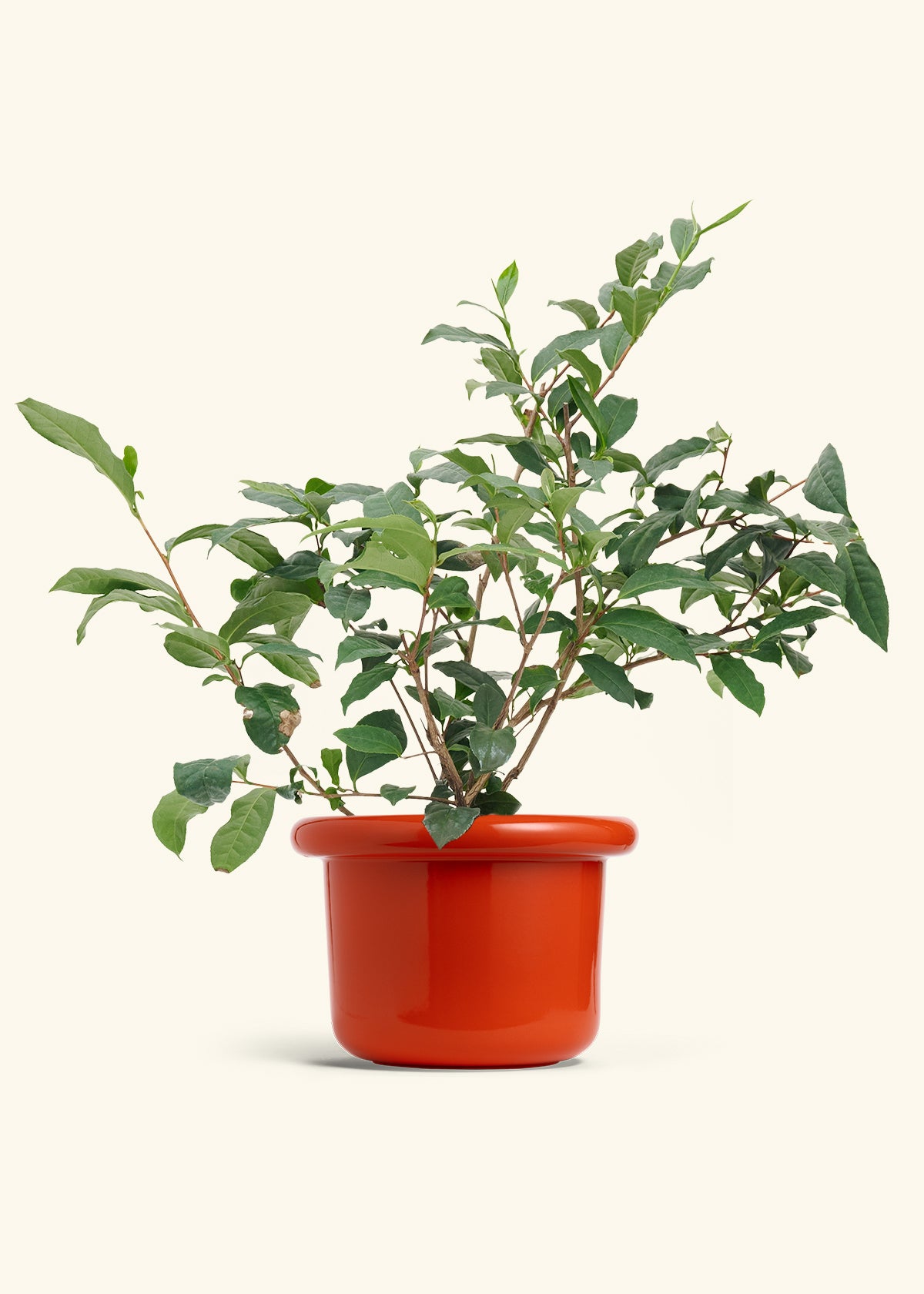 Tea Plant in a 7 inches Fat Lip Red Planter 