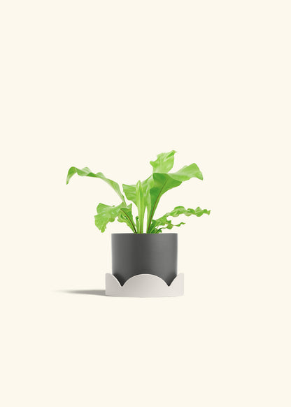Bird's Nest Fern in a 4 inches Charcoal Classic Cylinder Planter in a Beech Wood Stand