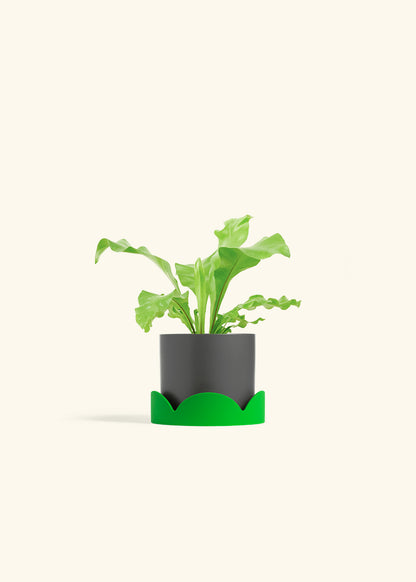Bird's Nest Fern in a 4 inches Oat Classic Cylinder Planter in a Shamrock Petal Drip Tray