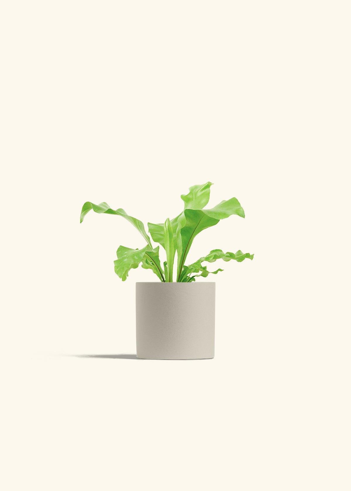 Bird's Nest Fern in a 4 inches Oat Classic Cylinder Planter in a Oat Petal Drip Tray